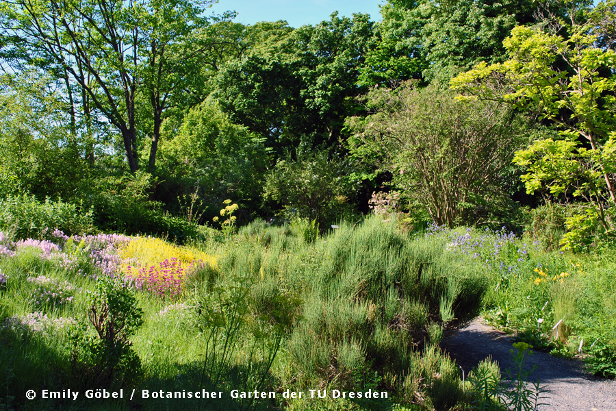 Botanischer Garten Dresden » Führungen & Öffnungszeiten